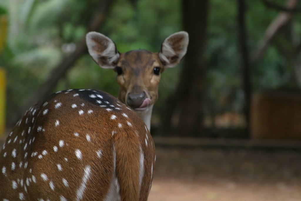 NT Holidays Madurai Chennai travel services